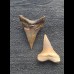 Set aus 2 kleinen Zähnen des Mako Hai aus Peru #1