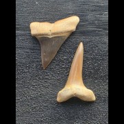 Set aus 2 kleinen Zähnen des Mako Hai aus Peru #2