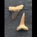 Set aus 2 kleinen Zähnen des Mako Hai aus Peru #2 Set aus 2 kleinen Zähnen des Mako Hai aus Peru #2