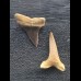 Set aus 2 kleinen Zähnen des Mako Hai aus Peru #2 Set aus 2 kleinen Zähnen des Mako Hai aus Peru #2