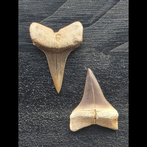 Set aus 2 kleinen Zähnen des Mako Hai aus Peru #3