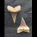 Set aus 2 kleinen Zähnen des Mako Hai aus Peru #3