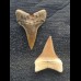Set aus 2 kleinen Zähnen des Mako Hai aus Peru #3