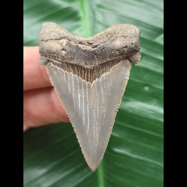 5,7 cm sehr schön erhaltener Zahn des Carcharocles Angustidens