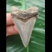 5,7 cm sehr schön erhaltener Zahn des Carcharocles Angustidens