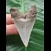 5,7 cm sehr schön erhaltener Zahn des Carcharocles Angustidens