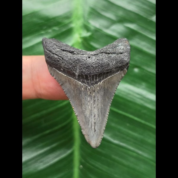 4,2 cm kleiner grauer Zahn des Carcharocles Angustidens