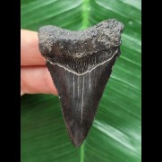 6,0 cm schwarzer Zahn des Carcharocles Angustidens