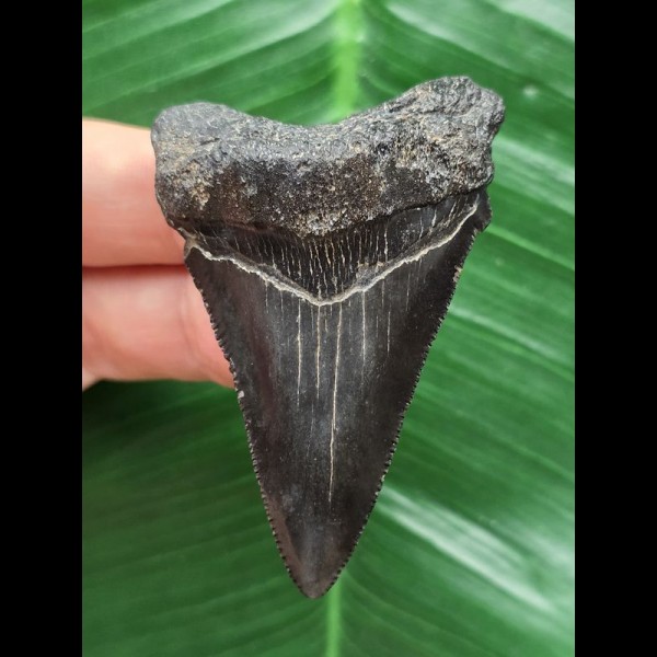 6,0 cm schwarzer Zahn des Carcharocles Angustidens 6,0 cm schwarzer Zahn des Carcharocles Angustidens