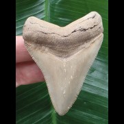 7,0 cm heller schön erhaltener Zahn des Megalodon aus Florida