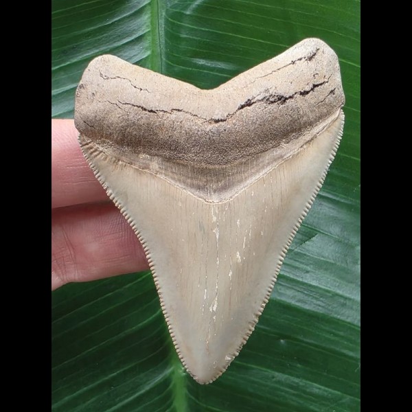 7,0 cm heller schön erhaltener Zahn des Megalodon aus Florida