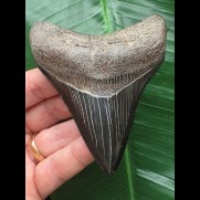 9,4 cm schwarzer scharfer Zahn des Megalodon