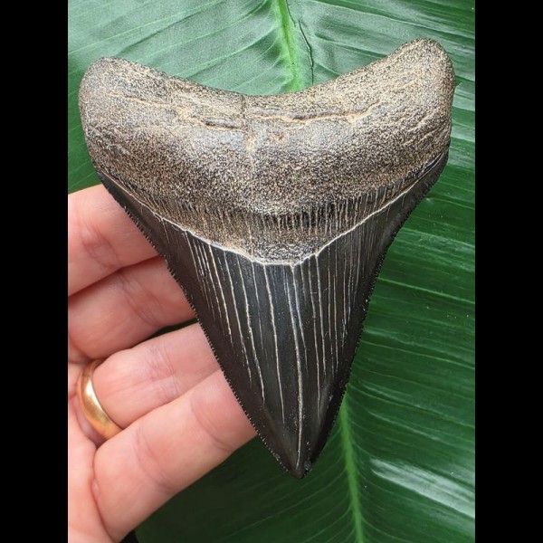 9,4 cm schwarzer scharfer Zahn des Megalodon
