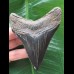 9,4 cm schwarzer scharfer Zahn des Megalodon