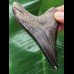 9,4 cm schwarzer scharfer Zahn des Megalodon