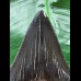 9,4 cm schwarzer scharfer Zahn des Megalodon