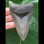 10,5 cm dolchförmiger Zahn des Megalodon