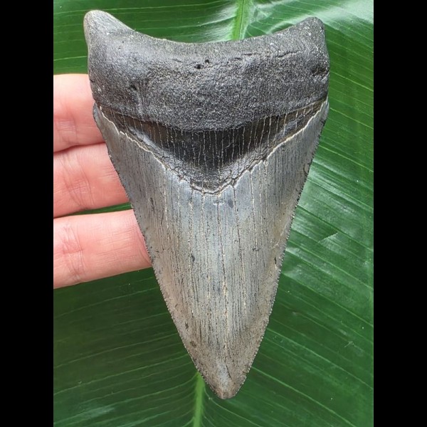 10,5 cm dolchförmiger Zahn des Megalodon 10,5 cm dolchförmiger Zahn des Megalodon