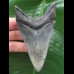 10,5 cm dolchförmiger Zahn des Megalodon 10,5 cm dolchförmiger Zahn des Megalodon