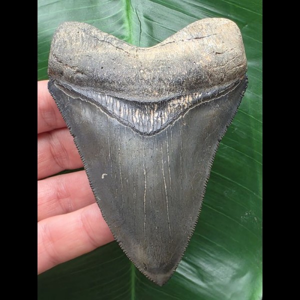 10,3 cm dunkelblauer Zahn des Megalodon