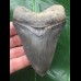 10,3 cm dunkelblauer Zahn des Megalodon