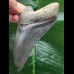 10,3 cm dunkelblauer Zahn des Megalodon