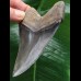 10,3 cm dunkelblauer Zahn des Megalodon