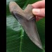 10,3 cm dunkelblauer Zahn des Megalodon