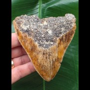 10,0 cm großer Zahn des Megalodon aus Neu-Kaledonien