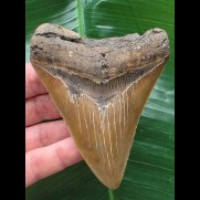 10,1 cm scharfer brauner Zahn des Megalodon