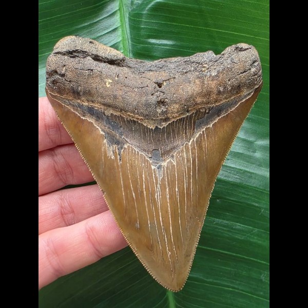 10,1 cm scharfer brauner Zahn des Megalodon 10,1 cm scharfer brauner Zahn des Megalodon