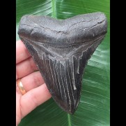 10,9 cm komplett schwarzer Zahn des Carcharocles Megalodon