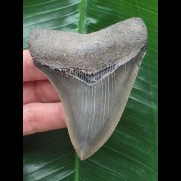 9,1 cm rasiermesserscharfer Zahn des Megalodon