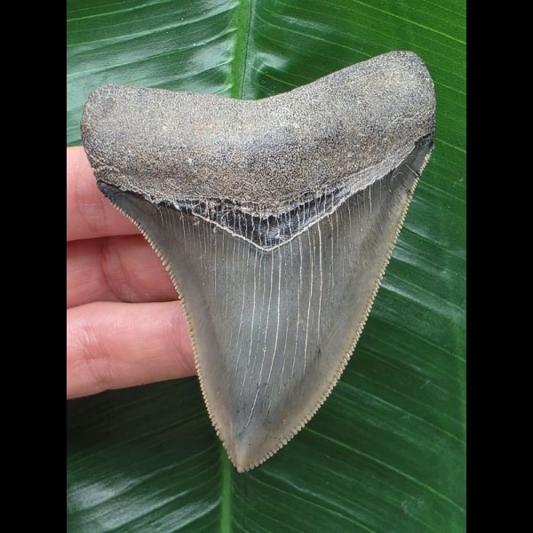 9,1 cm rasiermesserscharfer Zahn des Megalodon