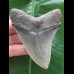 9,1 cm rasiermesserscharfer Zahn des Megalodon