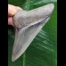 9,1 cm rasiermesserscharfer Zahn des Megalodon