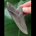9,1 cm rasiermesserscharfer Zahn des Megalodon