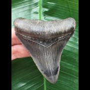 8,4 cm dunkler blauer Zahn des Megalodon