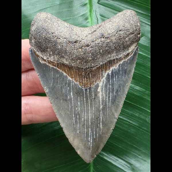 9,0 cm blauer Zahn des Megalodon