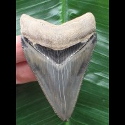 6,8 cm schön erhaltener Zahn des Megalodon