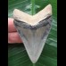 6,8 cm schön erhaltener Zahn des Megalodon