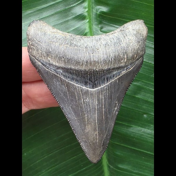 7,6 cm dunkler scharfer Zahn des Megalodon