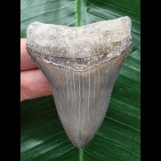 7,5 cm großer scharfer Zahn des Carcharocles Chubutensis