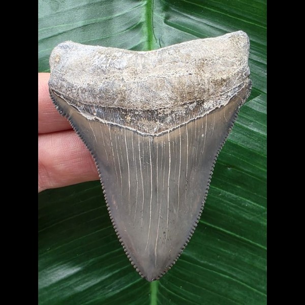 7,5 cm großer scharfer Zahn des Carcharocles Chubutensis