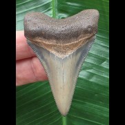 6,1 cm dolchförmiger Zahn des Megalodon mit schöner Färbung
