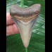 6,1 cm dolchförmiger Zahn des Megalodon mit schöner Färbung