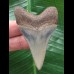 6,1 cm dolchförmiger Zahn des Megalodon mit schöner Färbung