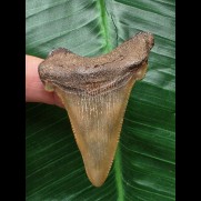 5,9 cm brauner Zahn des Carcharocles Angustidens