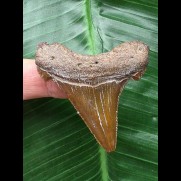 5,2 cm rotbrauner Zahn des Carcharocles Auriculatus