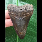 6,7 cm dunkler Zahn des Megalodon